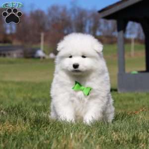 Leo, Samoyed Puppy